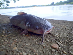 Ameiurus catus