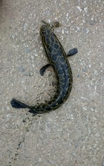 Channa argus