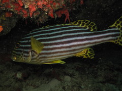 Plectorhinchus vittatus