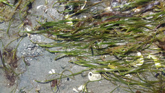 Zostera japonica