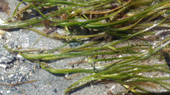 Zostera japonica