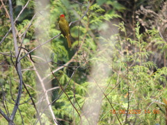 Piranga erythrocephala