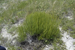 Artemisia salsoloides