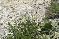 Astragalus albicaulis