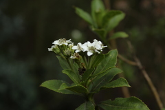 Verbesina centroboyacana