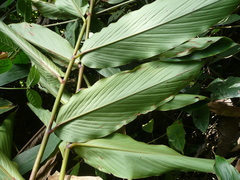 Aframomum strobilaceum