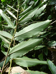 Aframomum strobilaceum