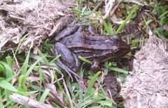 Leptodactylus luctator