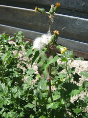 Sonchus oleraceus