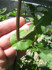 Sonchus oleraceus