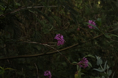 Epidendrum arachnoglossum