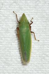 Draeculacephala bradleyi