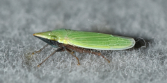 Draeculacephala bradleyi