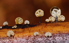Mycena lazulina