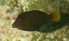 Cantherhines pardalis