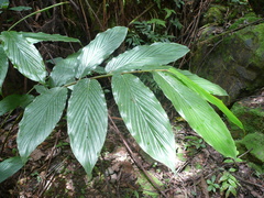 Aframomum strobilaceum