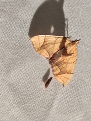 Eulithis gracilineata