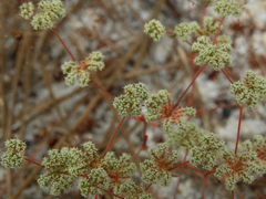 Chaetonychia cymosa