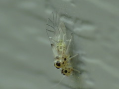Graphopsocus cruciatus