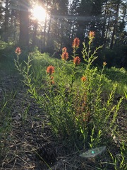 Castilleja miniata oblongifolia