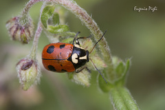 Cryptocephalus cordiger