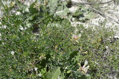 Astragalus albicaulis