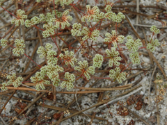 Chaetonychia cymosa
