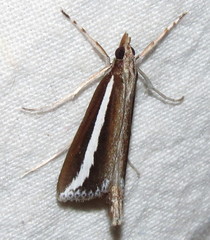 Carectocultus perstrialis