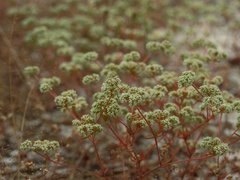 Chaetonychia cymosa