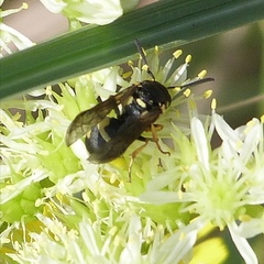 Parodontodynerus ephippium