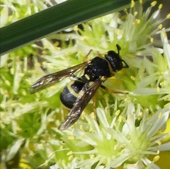 Parodontodynerus ephippium