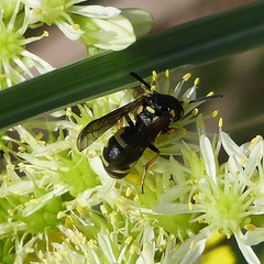 Parodontodynerus ephippium