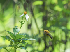 Xylocopa flavonigrescens