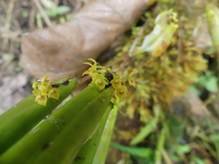 Pleurothallis dibolia