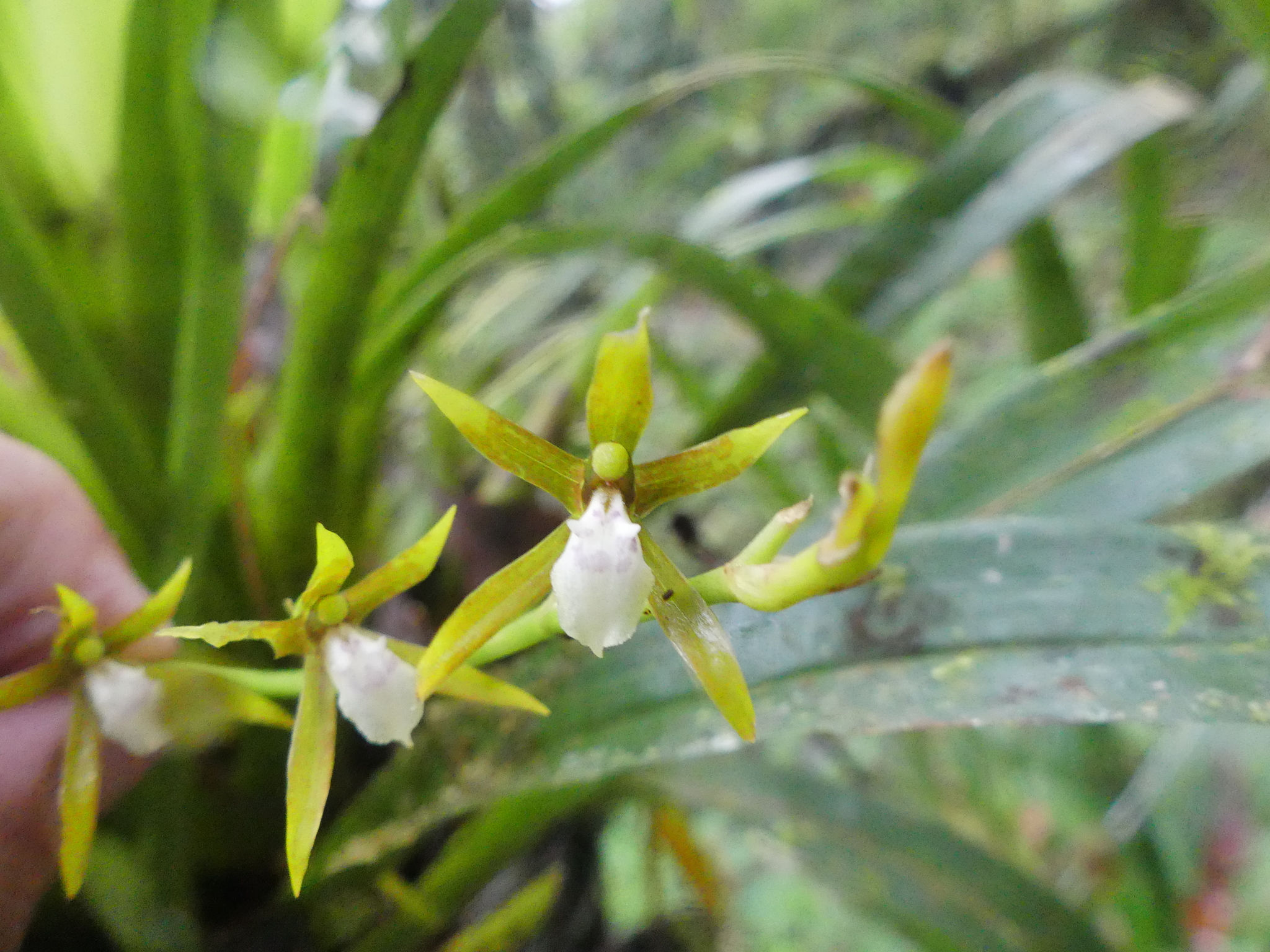 Brassia euodes Rchb.f. 3