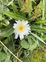 Hypochaeris sessiliflora