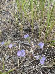 Phacelia linearis