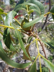 Juglans hindsii