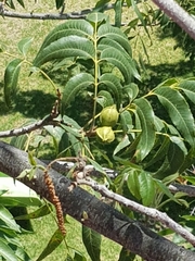 Juglans hindsii