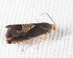 Grapholita delineana