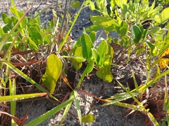 Atrytonopsis quinteri