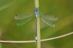 Lestes unguiculatus