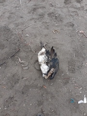 Leucocarbo bougainvillii