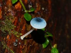 Mycena interrupta