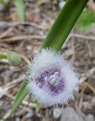 Calochortus coeruleus
