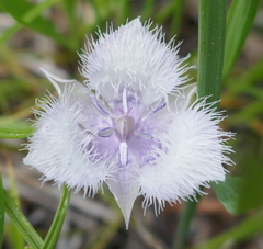 Calochortus coeruleus