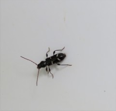 Phymatodes nitidus