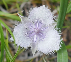 Calochortus coeruleus