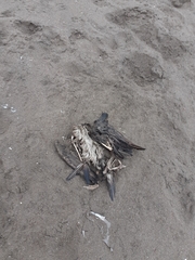 Leucocarbo bougainvillii