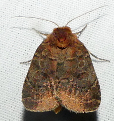 Protorthodes oviduca